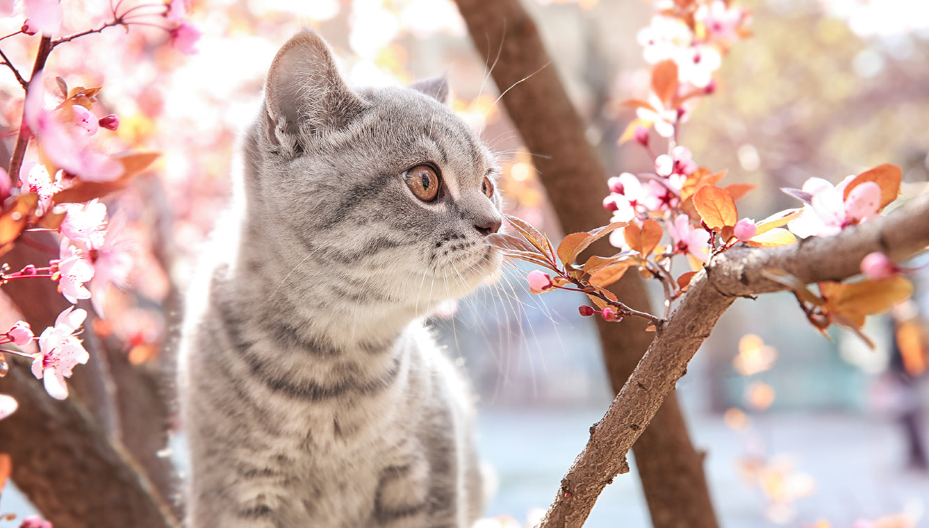 【25年3月第1回】春の訪れと共に注意!ペットの花粉症とは?