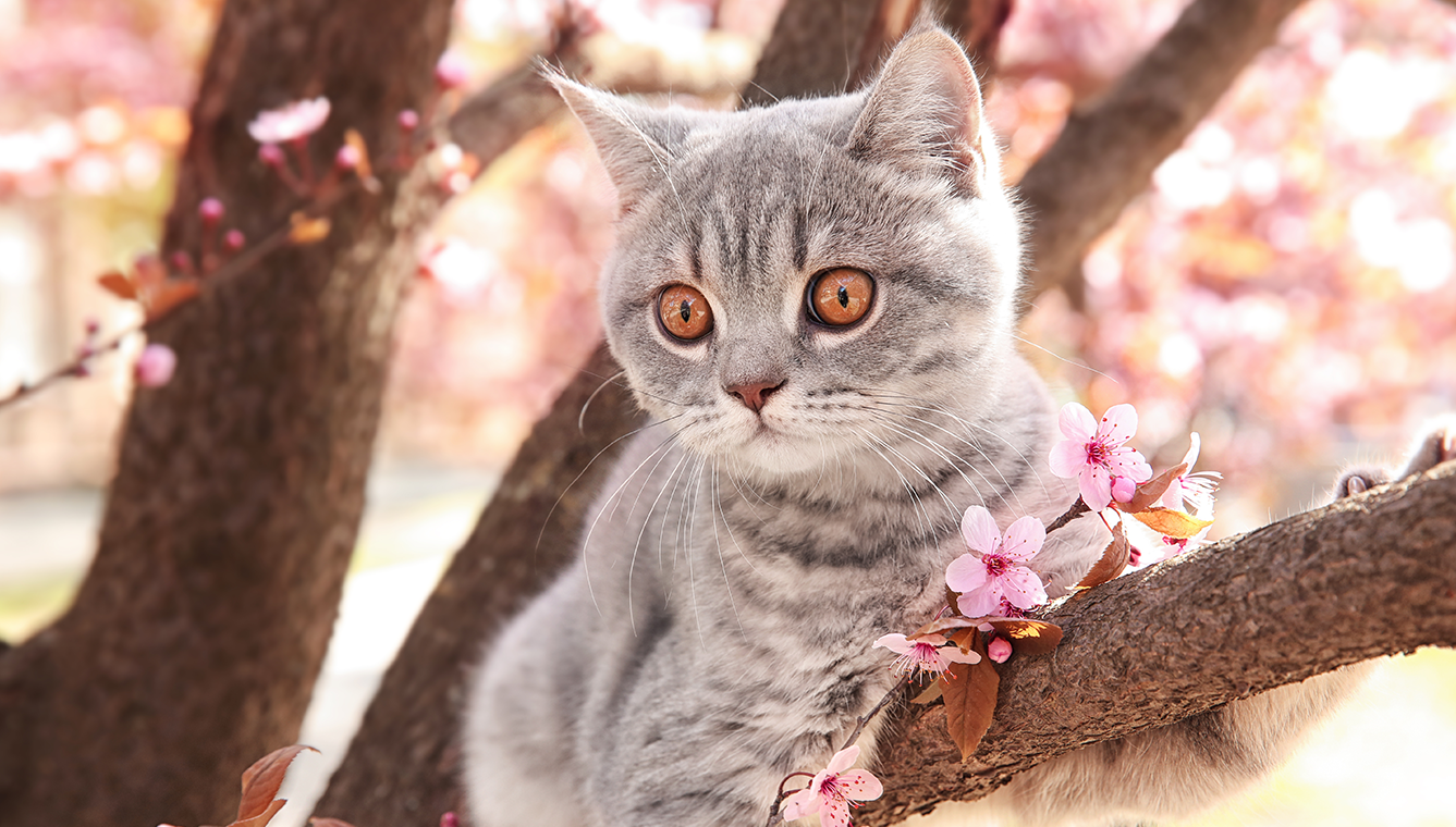 【25年3月第3回】花粉からペットを守る!日常でできる予防・対策グッズ