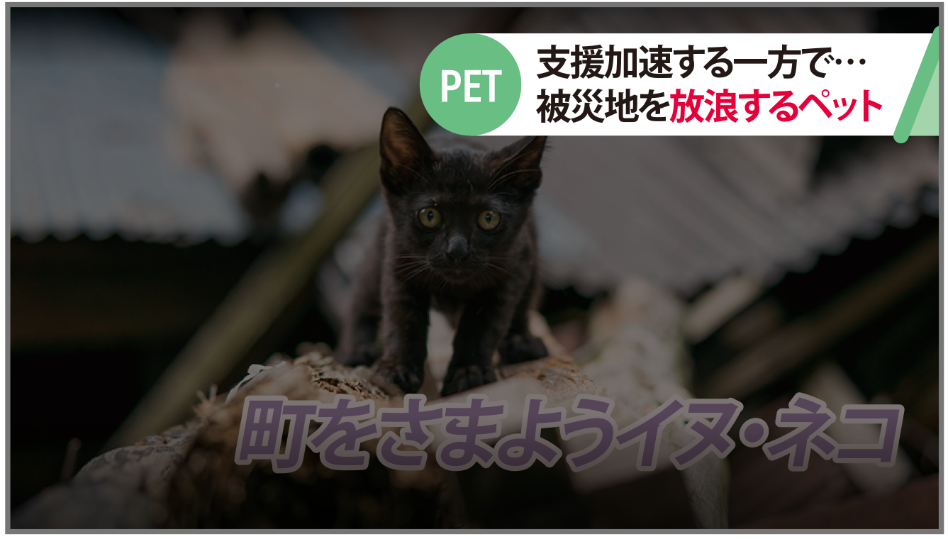 能登半島地震でペットの野生化が 相次ぐ！！ 災害時、あなたのペット が直面する5つの課題とは？